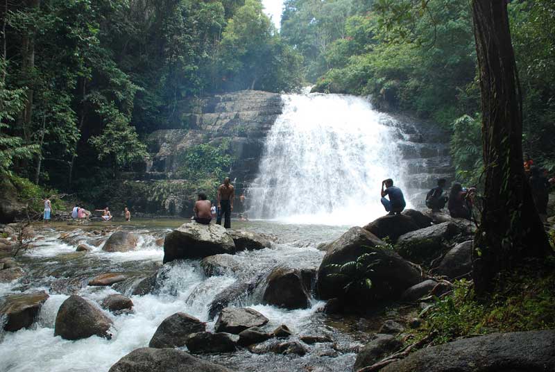 Bukit Hijau Eco Forest