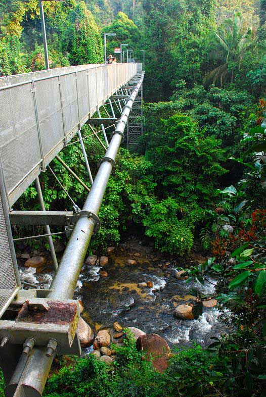 The Tree Top Walk Sungai Sedim