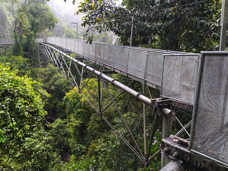 the tree top walk